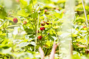 Birçok orman çilek