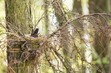 Ortak blackbird - Turdus merula
