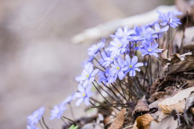 Birçok mantarı sonbahar