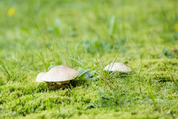 Nice Forest mushrooms — Stock Photo, Image