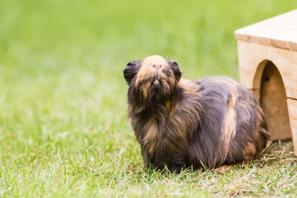 Guinée varken op het gras — Stockfoto