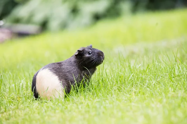 Guinée varken op het gras — Stockfoto