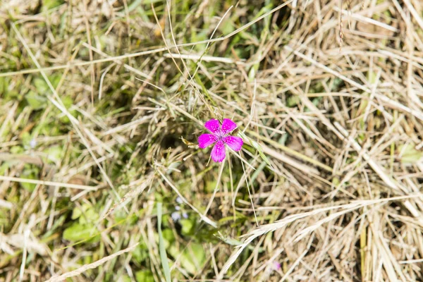 Dianthus delfedes on travel — стоковое фото