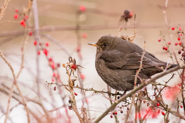 El mirlo común - Turdus merula — Foto de Stock