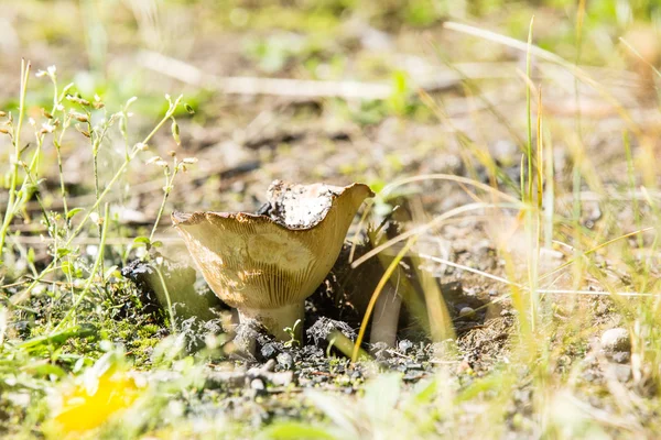 Nice lesní houby — Stock fotografie