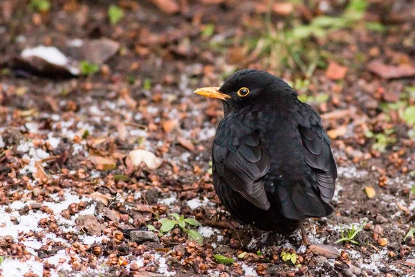 Обыкновенная черная птица - Turdus merula — стоковое фото