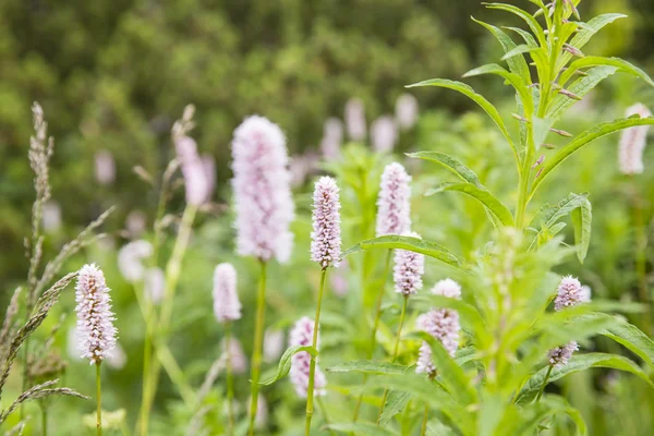 Polygonum bistorta - Bistorta officinalis Delarbre