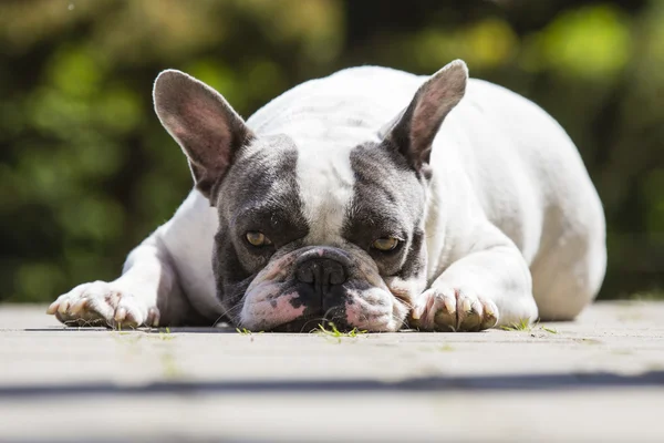 Francouzský buldoček - Canis lupus familiaris — Stock fotografie