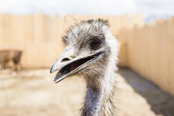 Strauß-Porträt — Stockfoto