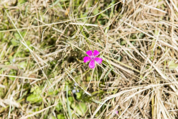 Dianthus deltoides on grass Stock Picture