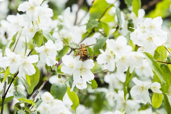 Borboleta em flor Imagem De Stock