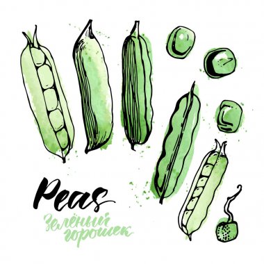 Beyaz arka plan üzerinde vektör yeşil bezelye