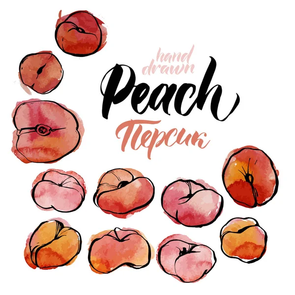 Hand Drawn Watercolor Painting White Background Vector Illustration Fruit Peach — Stock Vector