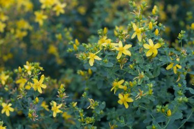 St John's wort yaz aylarında çiçeklenme