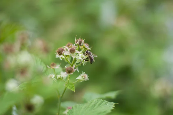 Arı Nektarı Toplamak Bir Çiçek Üzerinde — Stok fotoğraf