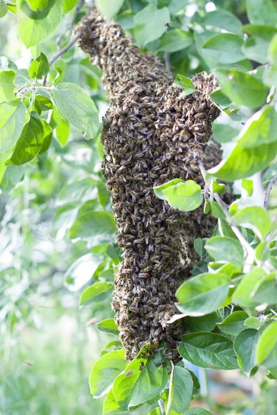 Méhek Raja — Stock Fotó