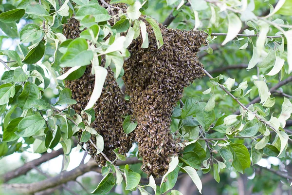 Arı Sürüsü Ağaç Üzerinde — Stok fotoğraf
