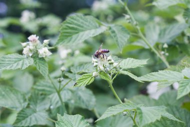 Arı nektarı toplamak bir çiçek üzerinde
