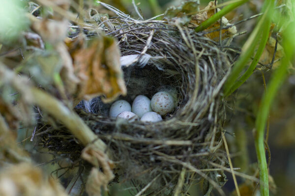 Wren's nest with eggs