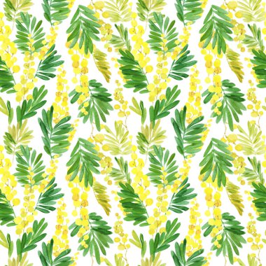 Beyaz bir arka planda Mimosa ile kusursuz bir desen. Gouache. El çizimi illüstrasyon.