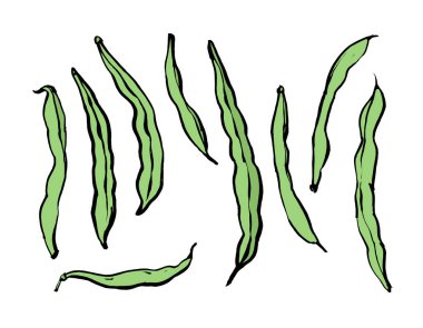 Beyaz arka planda çalı fasulyesi çizimi, elle çizilmiş, vektör grafikleri. Tasarımınız için şablon.