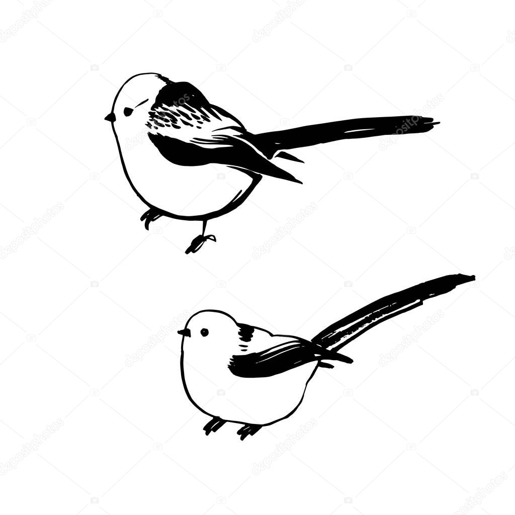 Drawing of long-tailed Tits on a white background, drawn by hand, vector graphics. Aegithalos caudatus.