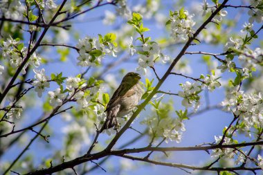 Beyaz bir elma ağacı dalındaki serçe. Çiçekli elma ağacındaki serçe.