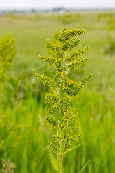 Çayırdaki Lobel 'ın Çeltik Çiçeği. Veratrum lobelianum. 