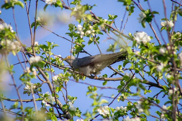 Elma ağacının dallarında bir guguk kuşu.