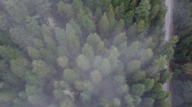 Bulutlu çam ormanı manzaralı yol ve göl manzaralı.