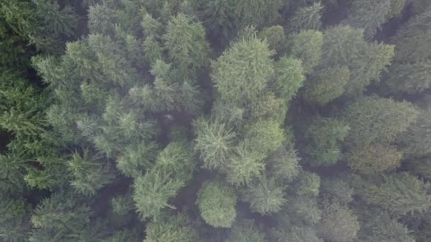 Zoom Aéreo Para Fora Floresta Pinheiros Nublados — Vídeo de Stock