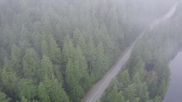 Road Foggy Forest — Stock Video