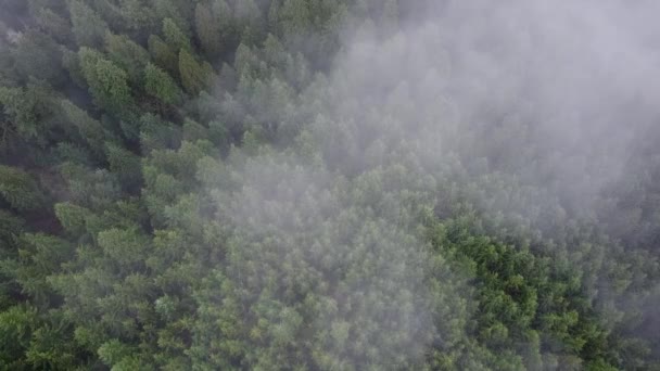 云彩飘扬 晨雾弥漫的松树空中景观 — 图库视频影像