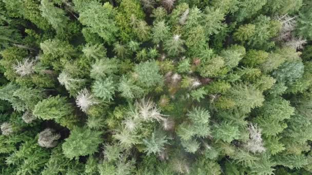 Luchtfoto Van Groene Pijnbomen Het Bos Van British Columbia — Stockvideo