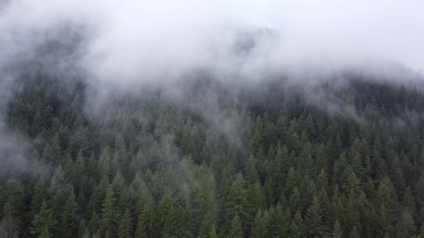 Вид Повітря Ліс Частково Вкритий Хмарним Туманом — стокове відео