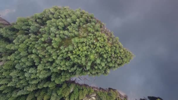 動物の頭の形をした森空中風景 — ストック動画