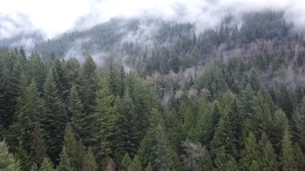 Kanadische Berge Herbst Mit Nebelschwaden Bedeckt — Stockvideo