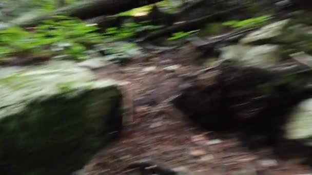 Chasser à travers la forêt entre les vieux arbres 