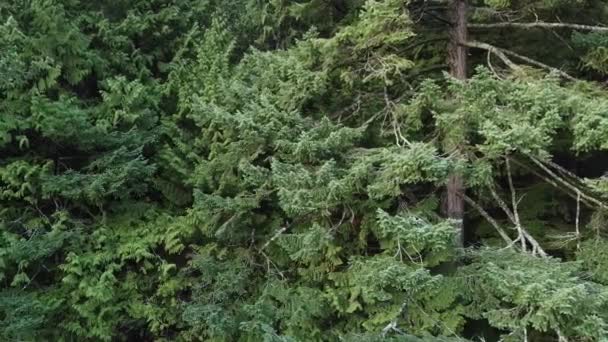 Envolez-vous près du pin vert 