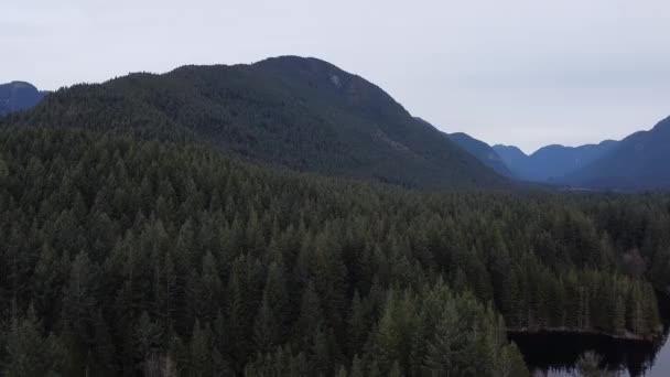 Вид Воздуха Зеленый Сосновый Лес Горах — стоковое видео