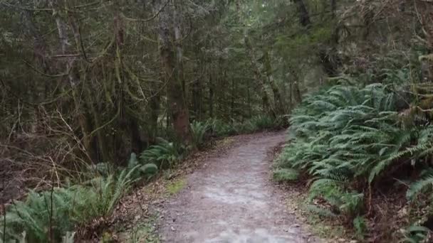 不列颠哥伦比亚省森林中的野生小径 — 图库视频影像