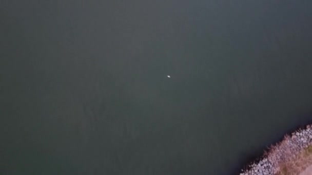Latać Nad Wodą Mewą Przejść Przez Ścieżki Spacerowej — Wideo stockowe