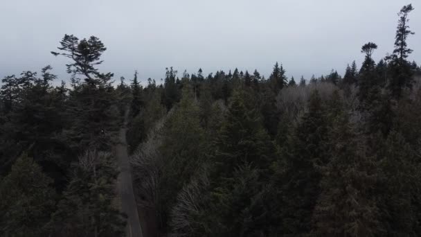 British Columbia Autumn Trees Eagles Nest High Pine Tree — Stock Video