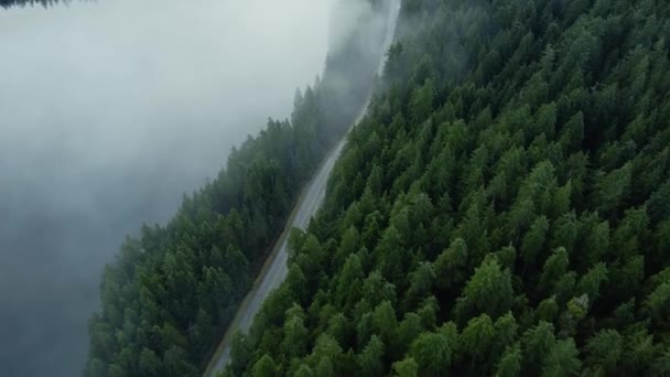 空中看松树林 路中间是清澈清澈的湖水 — 图库视频影像