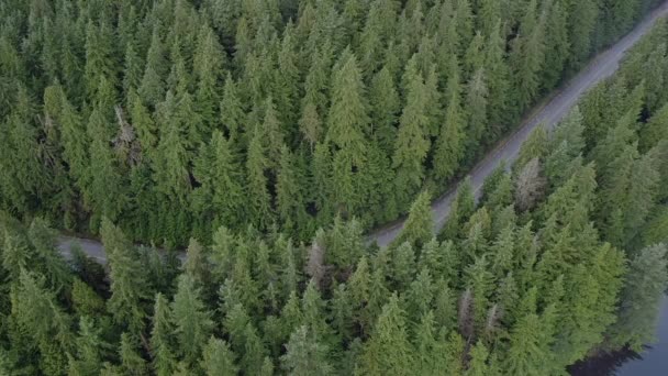 Aerial View Pine Trees Forest Road Inbetween Crystal Clear Lake — Stock Video