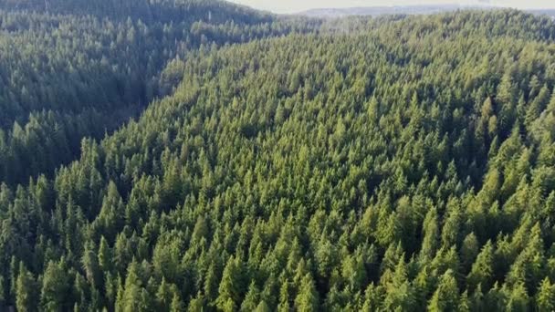 Vista Aérea Verde Floresta Canadense — Vídeo de Stock