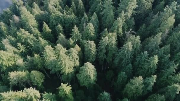Letecký Pohled Zelený Les Otevření Křišťálově Čistého Jezera Odrazem Mraků — Stock video