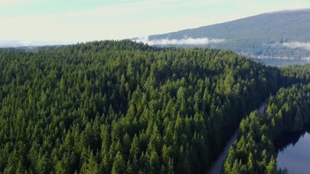 Flygfoto Över Kullen Täckt Med Gröna Tallar — Stockvideo