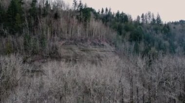 Yaprakları olmayan ağaçlar ve tepede yeşil ağaçlar.