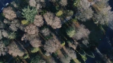 Kanada 'da sonbaharda küçük parktaki ağaçların yukarıdan görünüşü